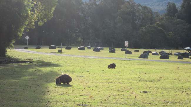 Wildlife :)