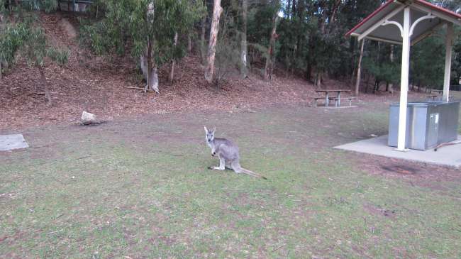 Wildlife :)