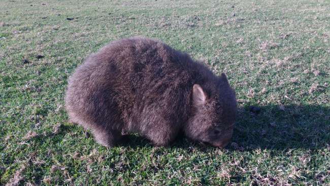 Wildlife :)