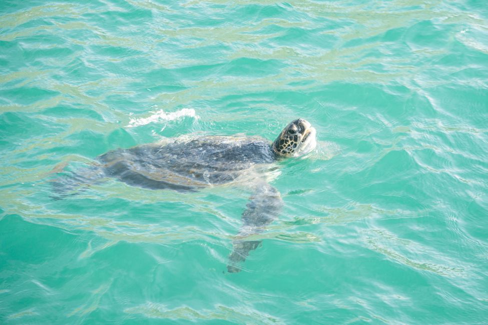 Schildkröten am Pier von Máncora