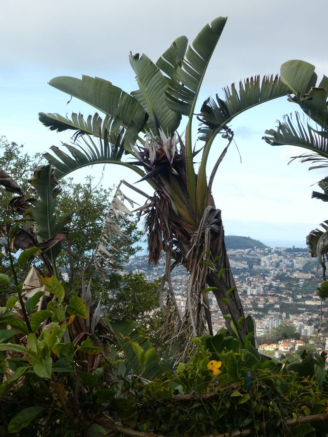Botanical Garden Funchal: View of Funchal