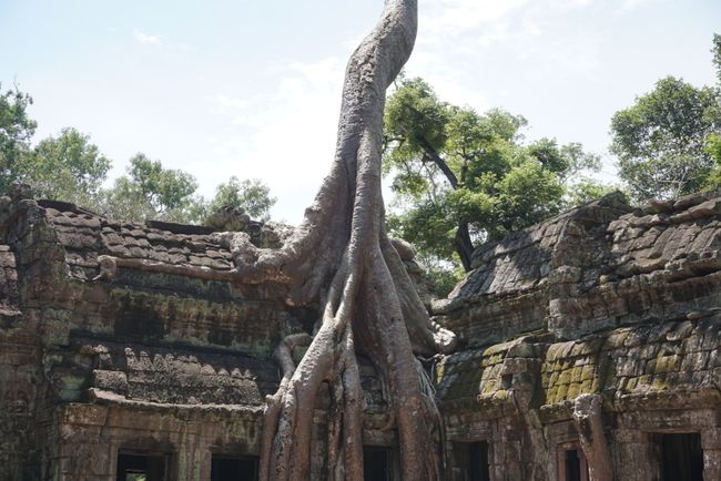 Siem Reap (Cambogia)