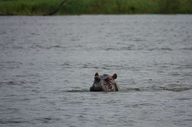 Day 13 and 14 canoeing on the Zambezi.