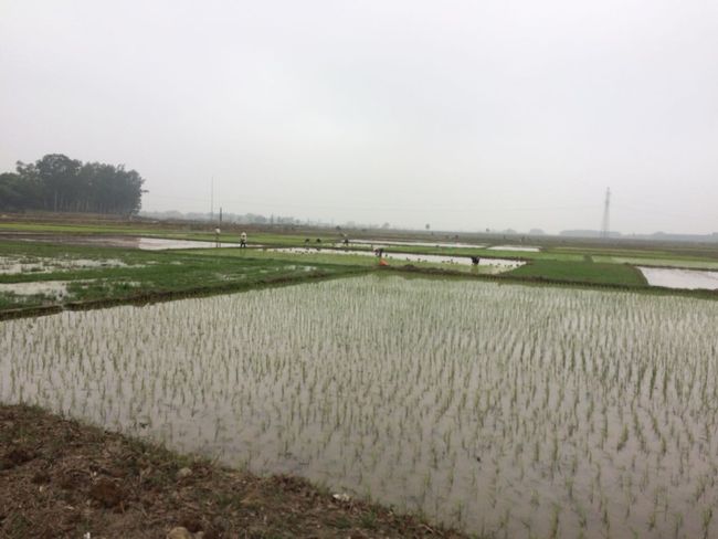 Fruits and rice fields