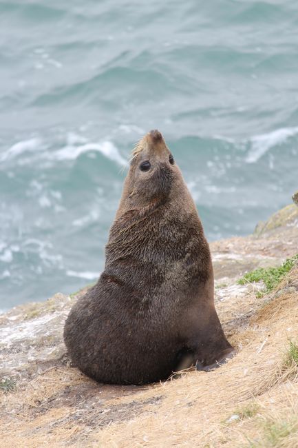 Seals at Katiki-Point