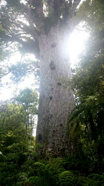 Riesen Kauribaum