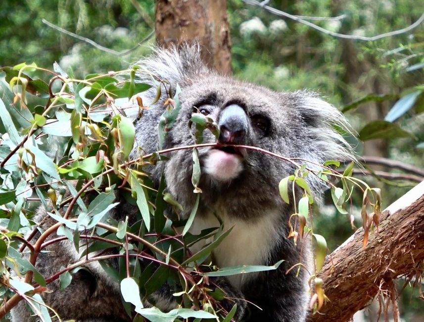 Travis meets koala bears in Australia