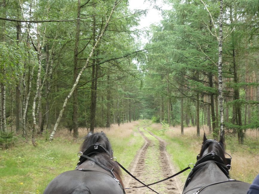 Carriage ride through the Osterheide