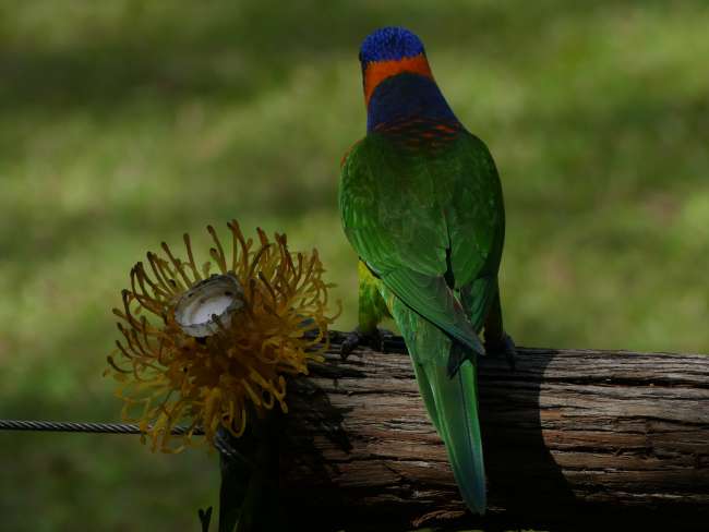 Colorful parrot next to a handmade nectar flower