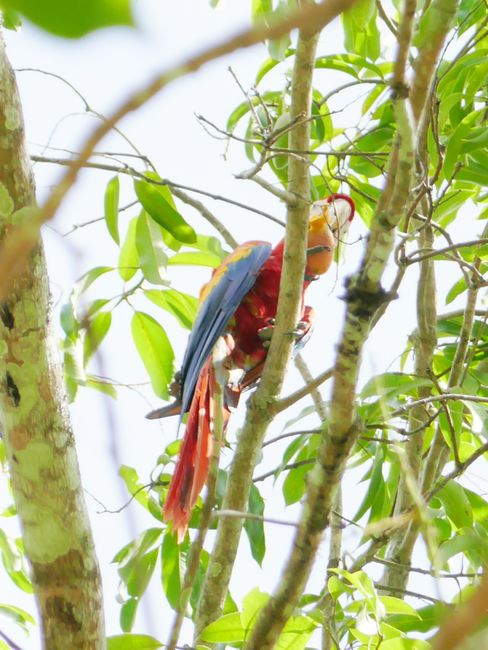 A Macaw eating a Mango