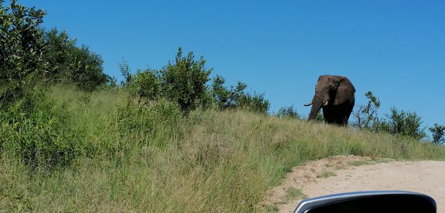 26.02. Kruger Nationalpark