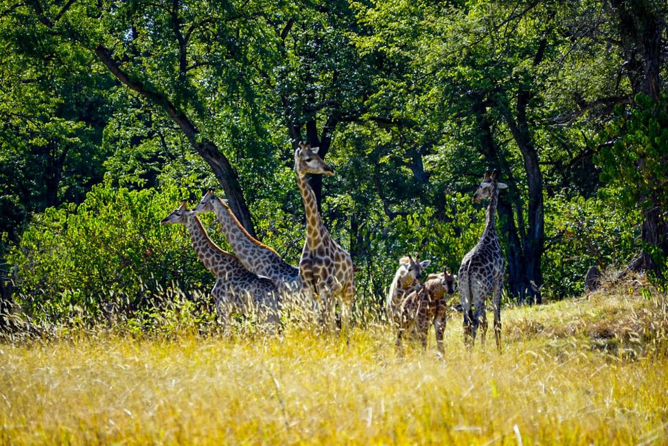Kleine Giraffenfamilie