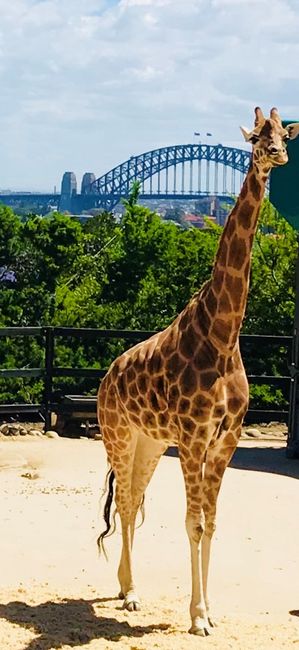 Giraffe with Harbour Bridge behi