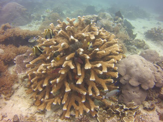 viele verschiedene Fische in einer Koralle