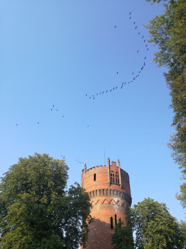 Le premier passage des oiseaux ?