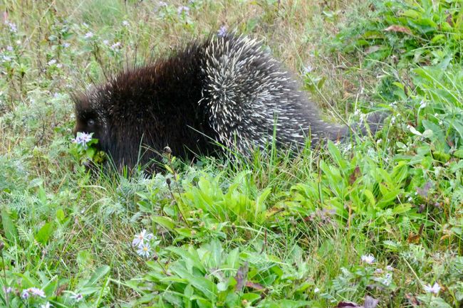 28.9. Encounter with a Porcupine