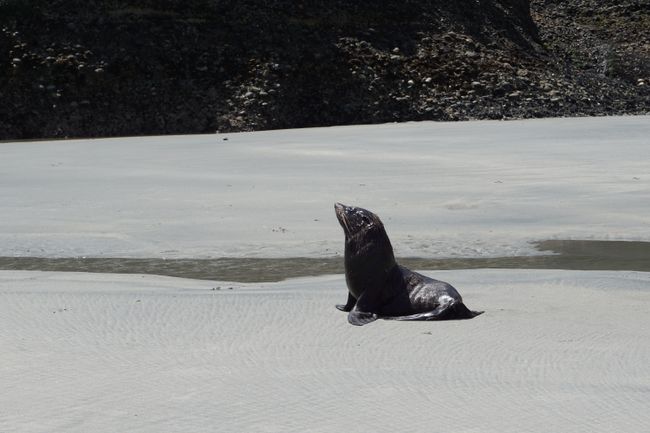 Seal at Wharariki Beach