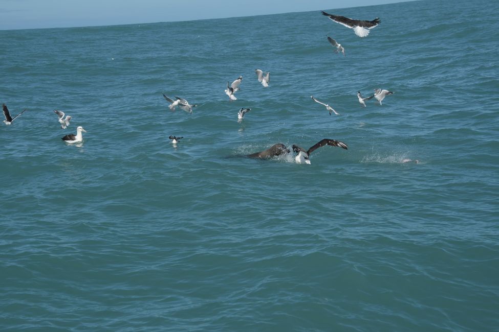 Kaikoura - Albatross and seal competing for food