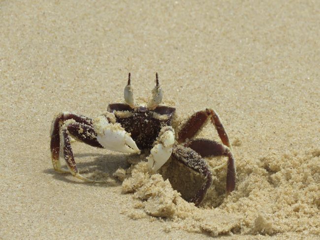Eine Krabbe am Strand 