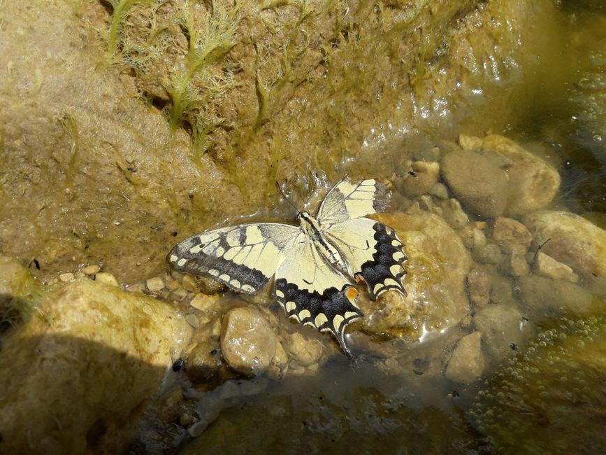 butterfly bath