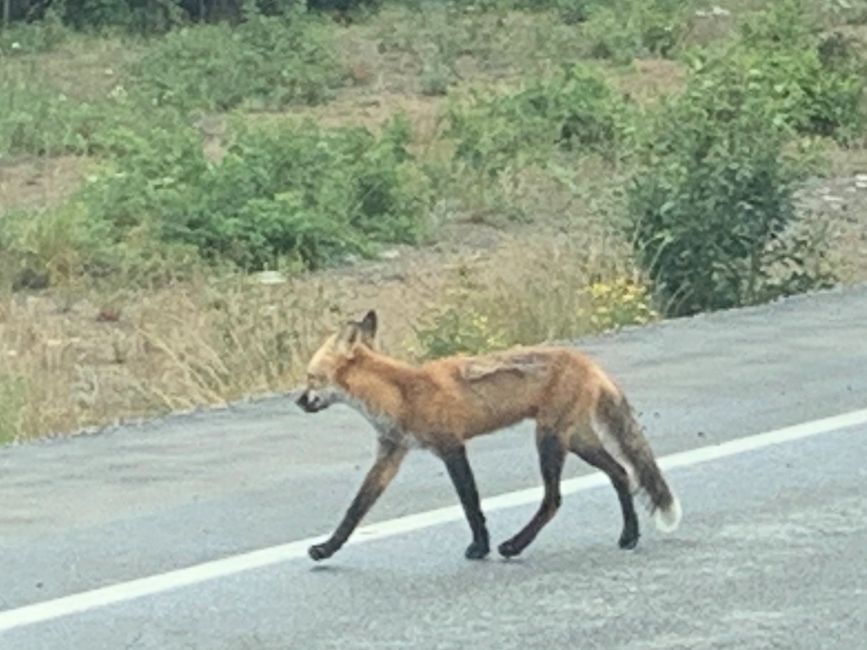 Fox on the run
