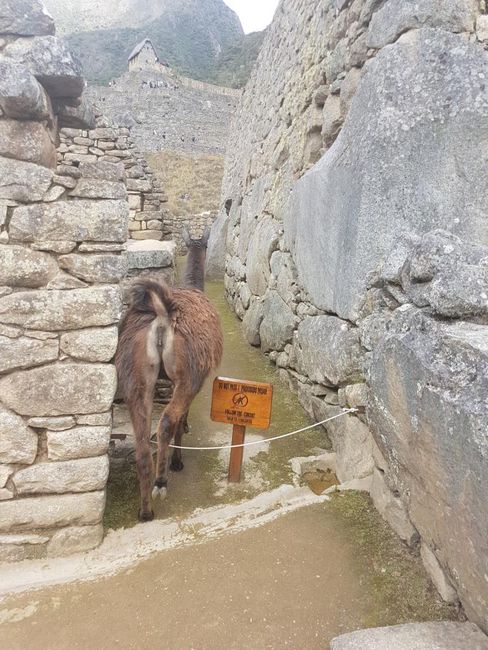 Zutritt nur für Lamas