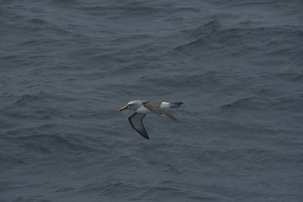 Snares Islands - Grey-headed Albatross