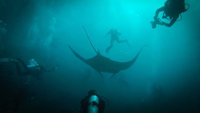 manta ray surrounded by divers