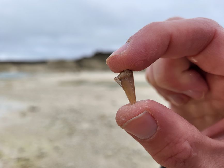 Shark tooth discovery