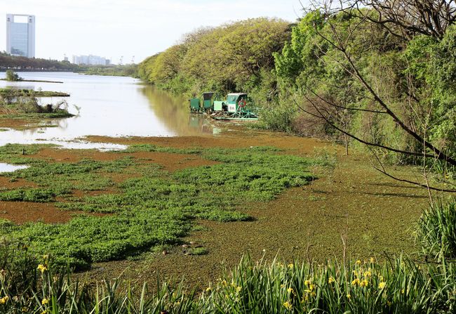 River meadows as an eco park