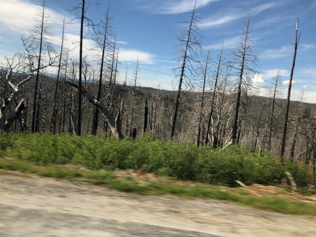 Verbrannte Bäume 