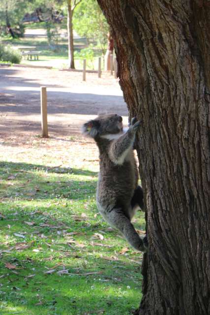 Koala in Aktion