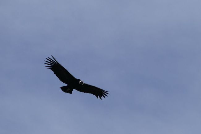 El Condor