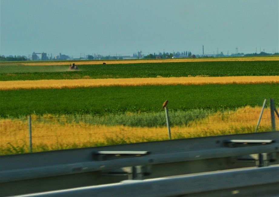 im Vordergrund: einer der vielen Greifvögel, die auf den Zaunpfosten sitzen und den Autos auf der Autobahn zugucken; dahinter: typische, kleine, gestreifte Felder 