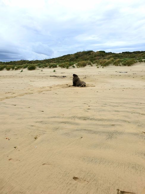 Seelöwe am Strand von Owaka (The Catlins)