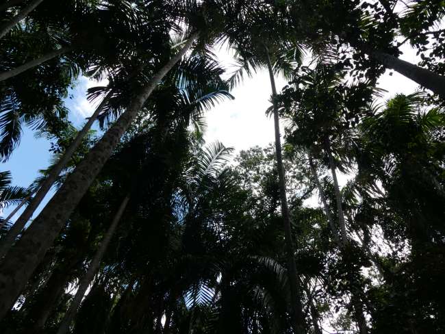 Blick nach oben im Monsoon Forest