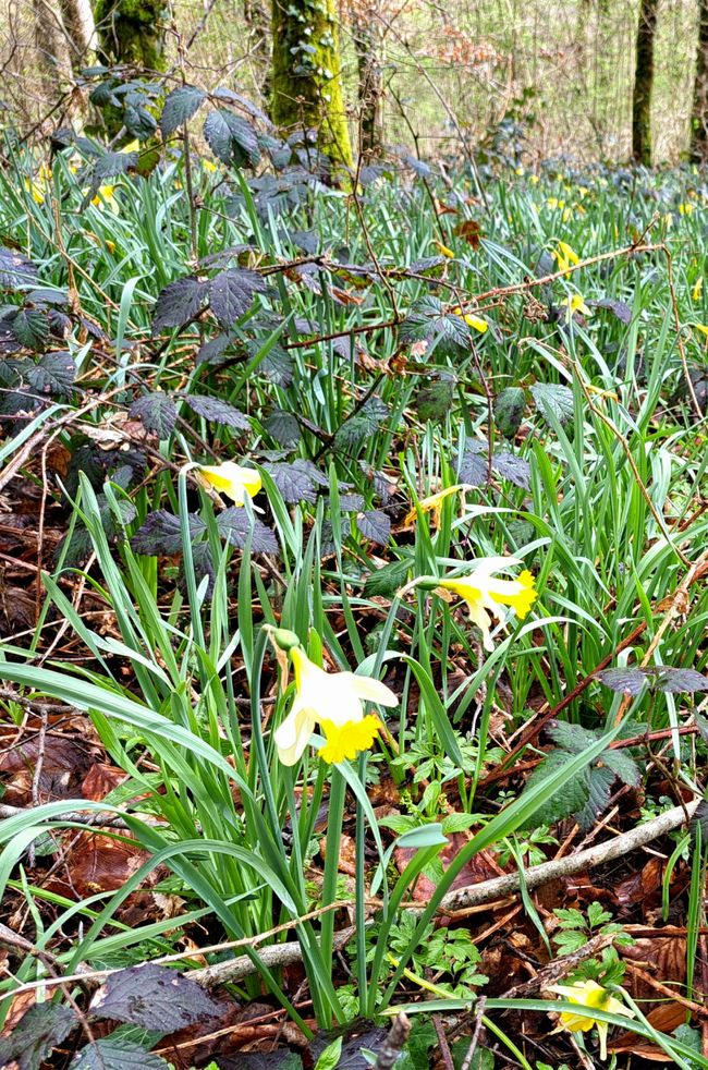 Daffodil forest