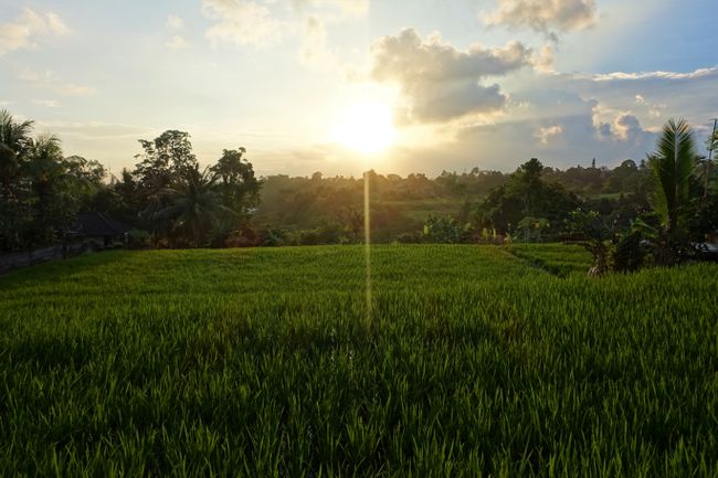Sonnenuntergang über dem Reisfeld