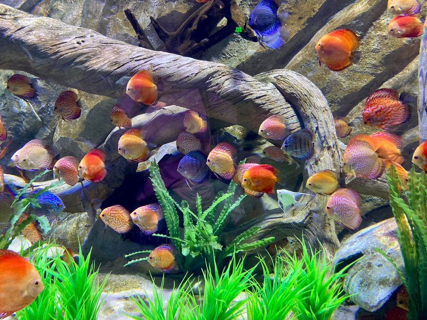 Colorful fish 1