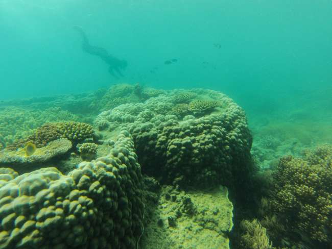 06.10.2016 - Australien, Airlie Beach (Great Barrier Reef)