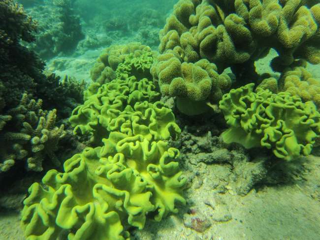 06.10.2016 - Australia, Airlie Beach (Great Barrier Reef)