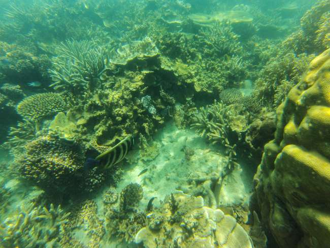 06.10.2016 - Australia, Airlie Beach (Great Barrier Reef)