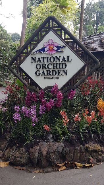 Der nationale Orchideengarten. Mit meinem eigentlich abgelaufenen Studentenausweis erhielt ich freien Eintritt. 