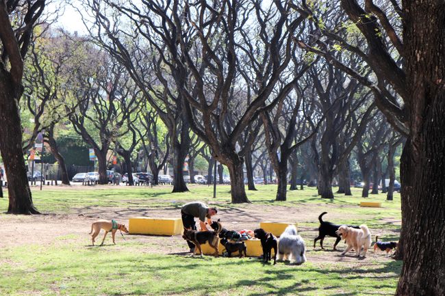On Saturday in a park in Buenos Aires: in the mood for some doggy fun?
