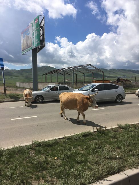 Alltag in der Mongolei...