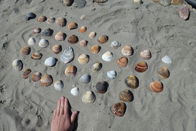 Vic-la-Gardiole Shell Collecting