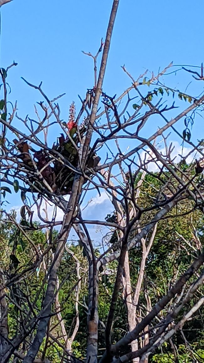 1. Tag Amazonas Dschungel