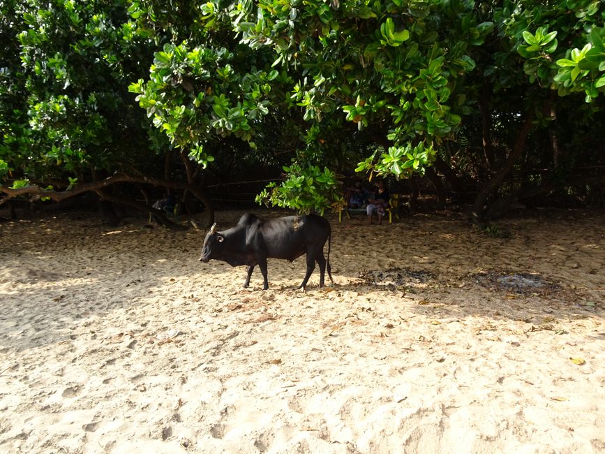 Kühe am Strand! In Indien normal!