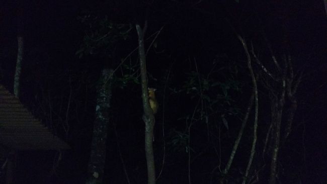 RT 15 - Wildlife at Night