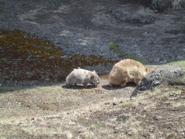 Wombat Mama mit Kind, Maria Island